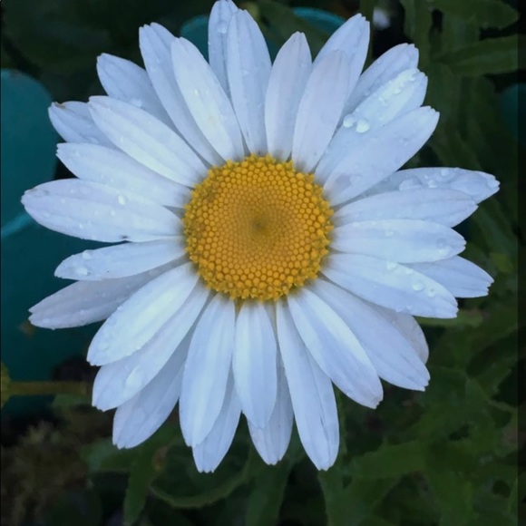 Meet your Posher, Victoria ♥️ - Picture 1 of 1